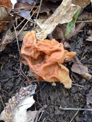 Gyromitra korfii