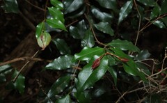 Syzygium francisii, photograph (c) Greg Tasney, some rights reserved (CC BY-SA)