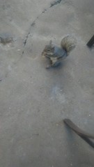 Sciurus carolinensis