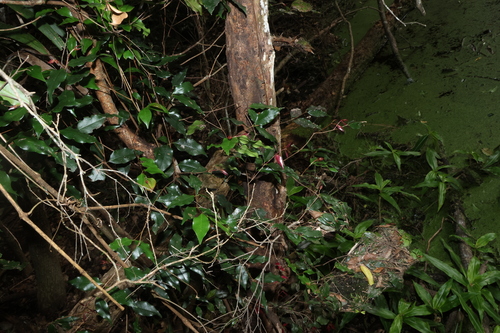 Syzygium francisii, photograph 5