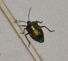 Catacanthini