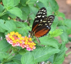 Heliconius hecale zuleika