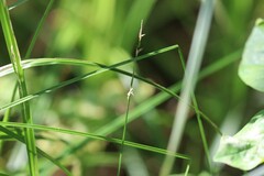(c) Константин Селивёрстов, some rights reserved (CC BY) Carex elongata, photograph (c) Константин Селивёрстов, some rights reserved (CC BY)