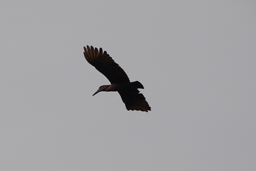 iNaturalist image