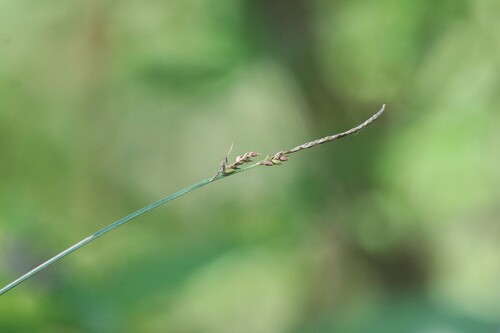 Carex cespitosa