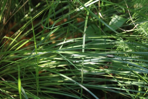 Carex cespitosa, photograph 1