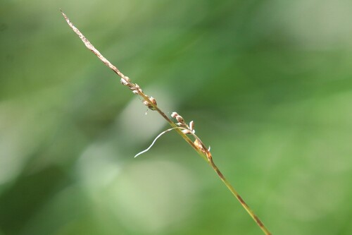 Carex cespitosa, photograph 2