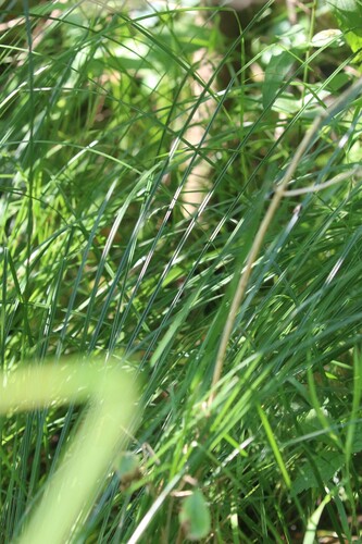 Carex cespitosa, photograph 3