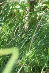 Carex cespitosa, photograph (c) Константин Селивёрстов, some rights reserved (CC BY)