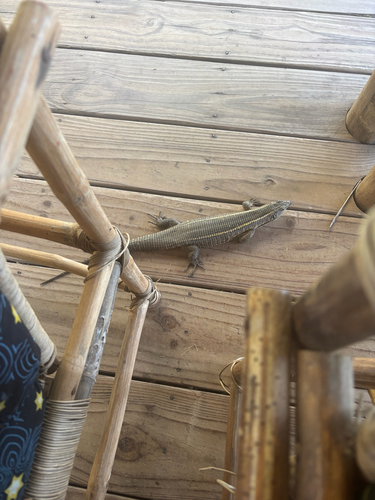 Common Giant Plated Lizard