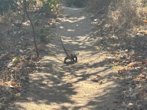 Nile Monitor