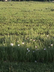 Oenothera speciosa