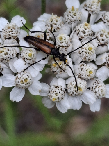Black-striped Longhorn Beetle