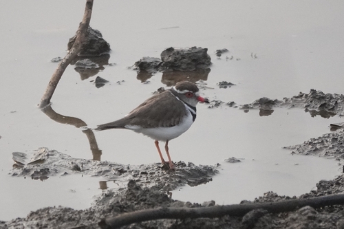 iNaturalist image