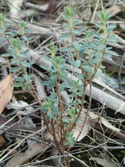 Pimelea linifolia linifolia