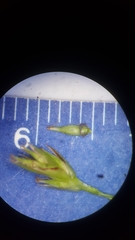 Carex tonsa rugosperma