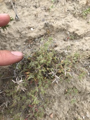 Chorizanthe spinosa