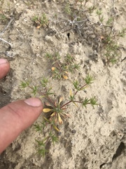 Chorizanthe spinosa