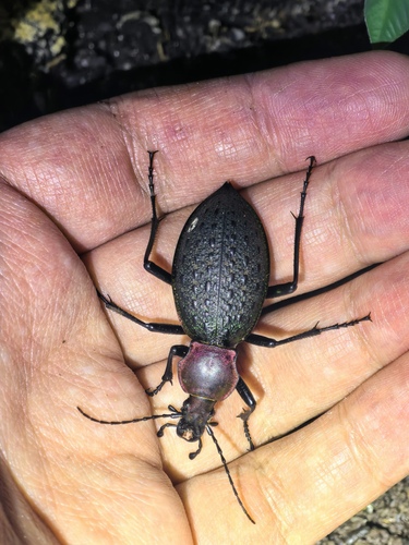 Carabus ishizukai