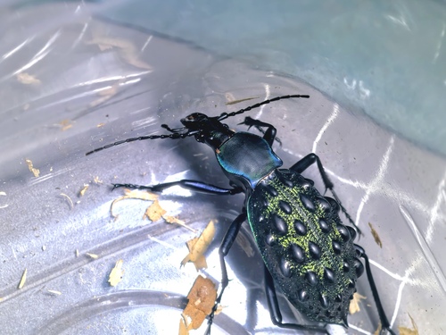 Carabus pustulifer