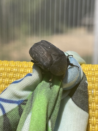 Speckled Rose Chafer