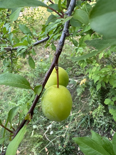 Наблюдение на iNaturalist