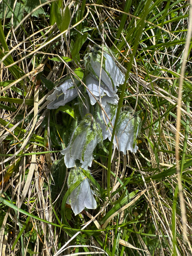 Campanula alpina, photograph 5