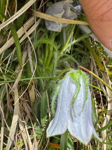 Campanula alpina, photograph 6