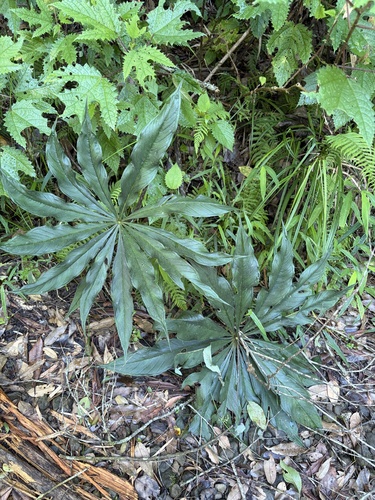 Arisaema formosanum observed 2026-07-16
