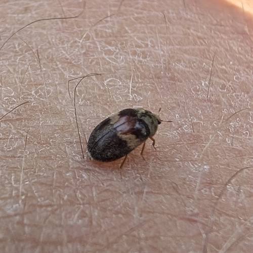 Banded Black Carpet Beetle