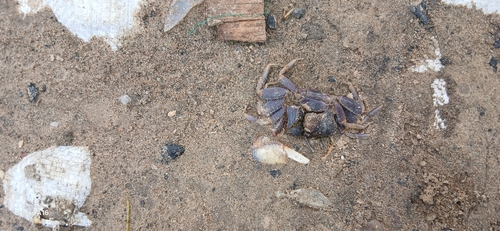 West African Fiddler Crab