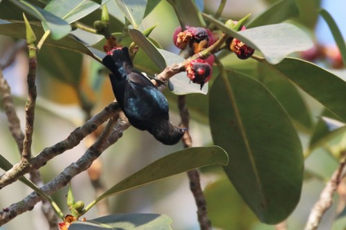 Cambodian Flowerpecker (Dicaeum cambodianum), photo 5