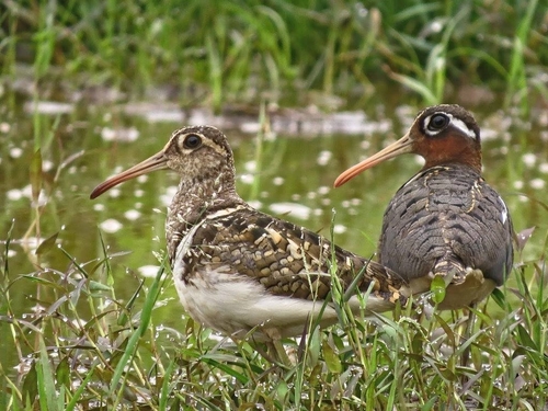 iNaturalist image
