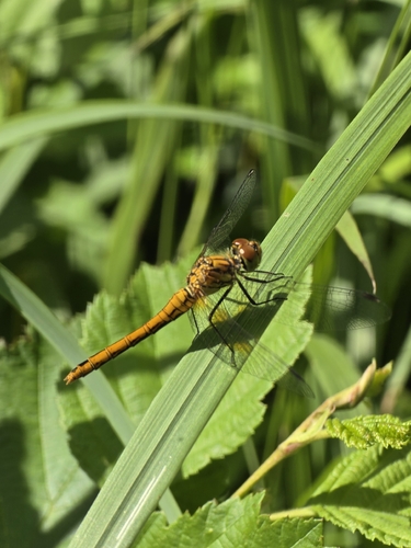 Ruddy Darter