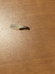 Termitoidae