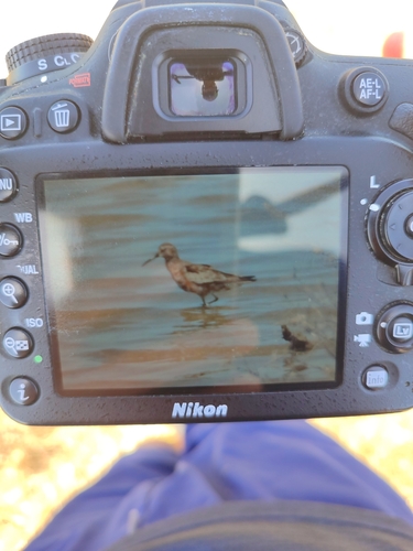 iNaturalist image