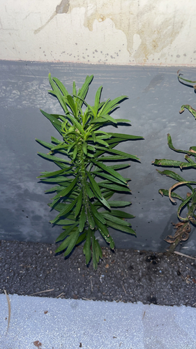 horseweed