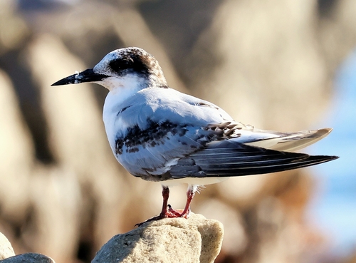 iNaturalist image