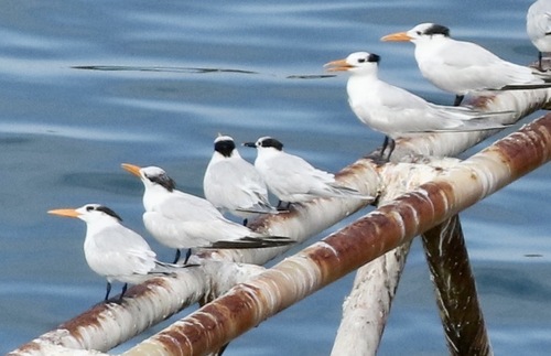 iNaturalist image