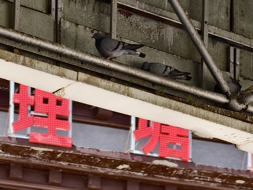 Hill Pigeon
