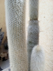 Cleistocactus strausii