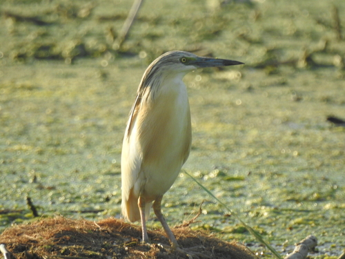 iNaturalist image