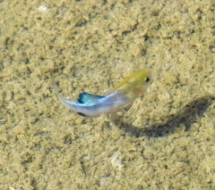 Cyprinodon salinus salinus