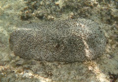 Actinopyga echinites
