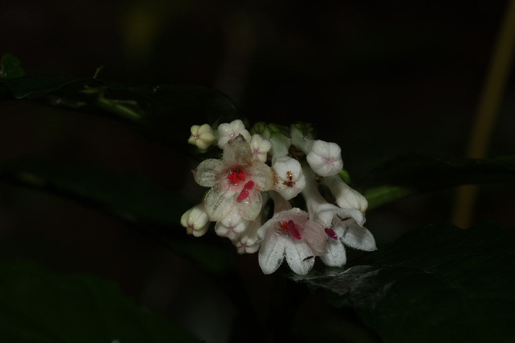 Ophiorrhiza ripicola