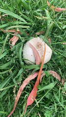 Chlorophyllum molybdites