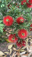 Melaleuca citrina