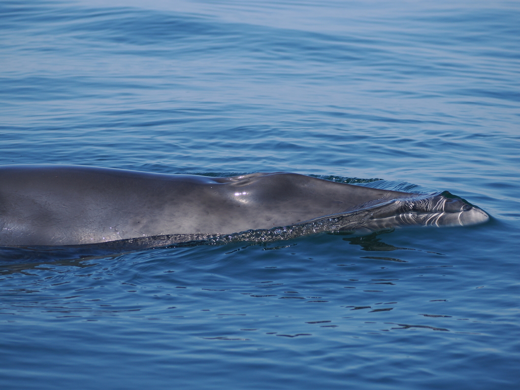Minke whale's pointed head surfacing off western Scotland