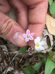 Claytonia