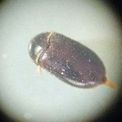 Attagenus unicolor
